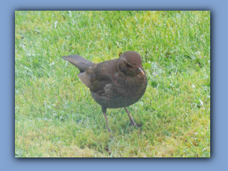 Female Blackbird on my front lawn. 4th April 2024 2.jpg